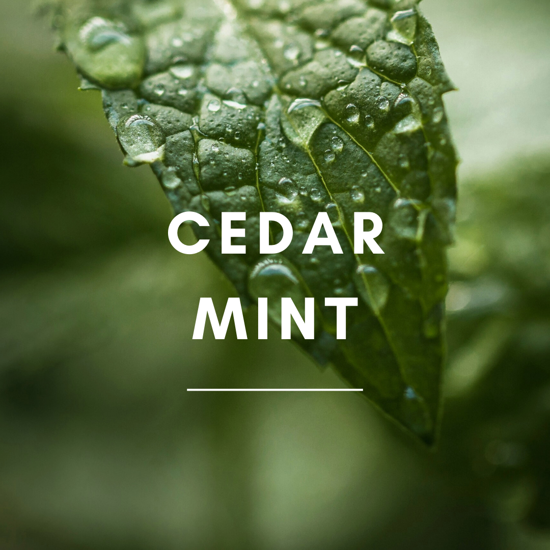 SunLeaf Naturals - 3 oz Reed Diffuser - Cedar Mint